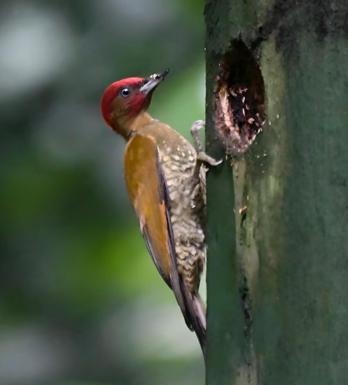 Rufous-winged Woodpecker - ML616153427