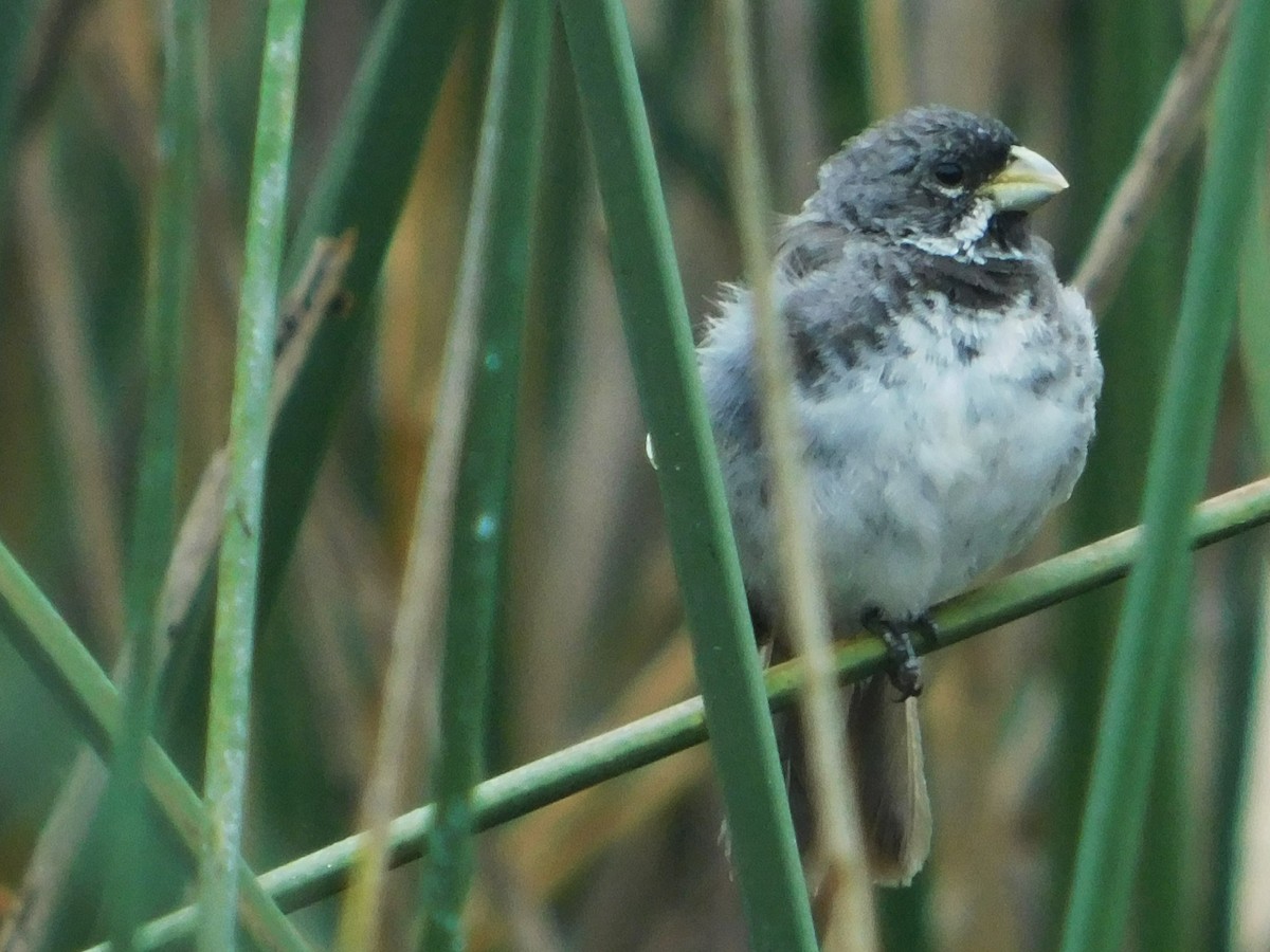 Double-collared Seedeater - ML616153451