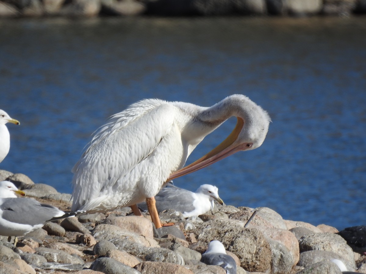 pelikán severoamerický - ML616153520