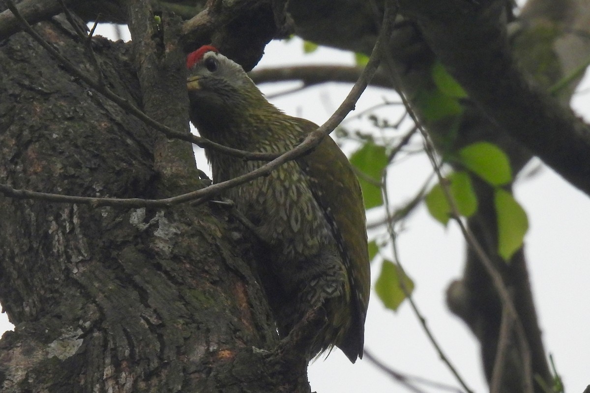 Streak-throated Woodpecker - ML616153521