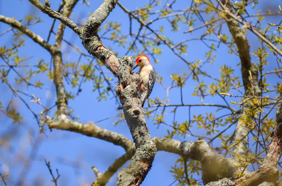 Red-bellied Woodpecker - ML616153547