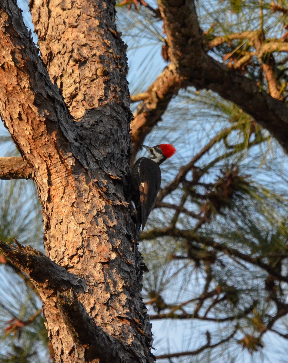 Pileated Woodpecker - ML616153588