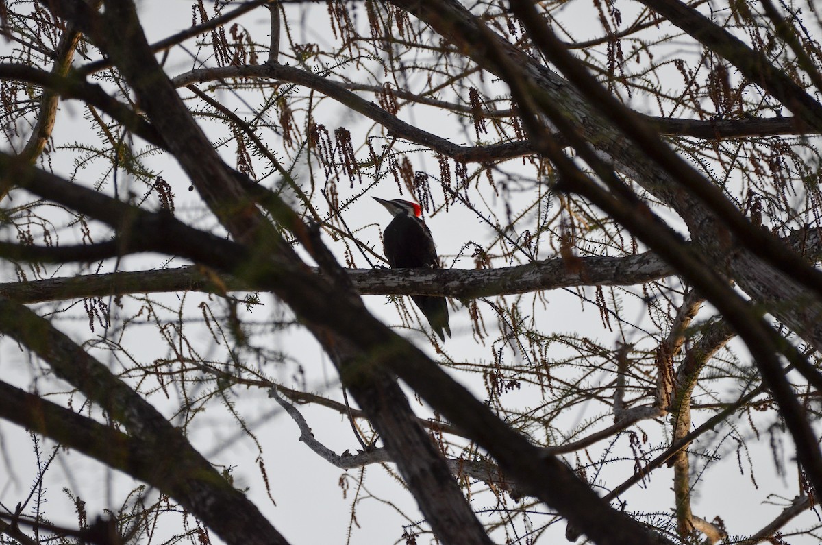 Pileated Woodpecker - ML616153589