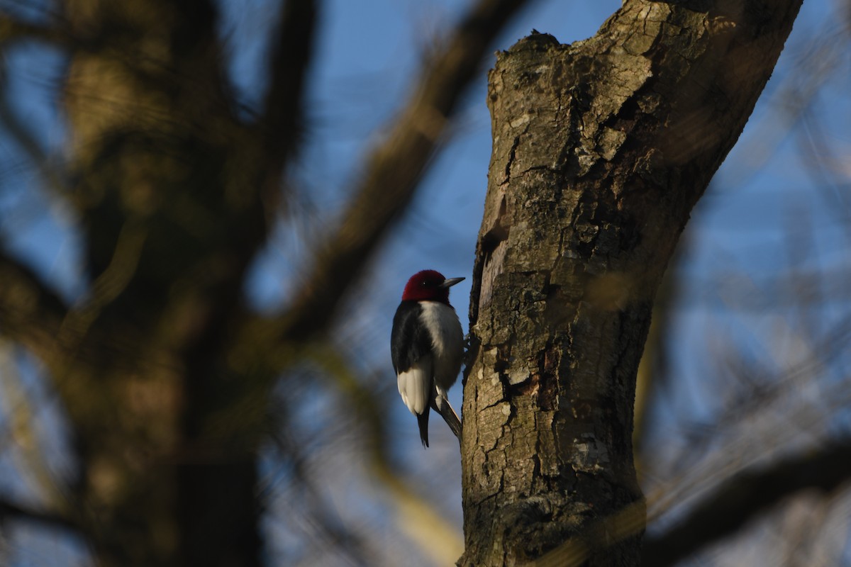 Red-headed Woodpecker - ML616153617