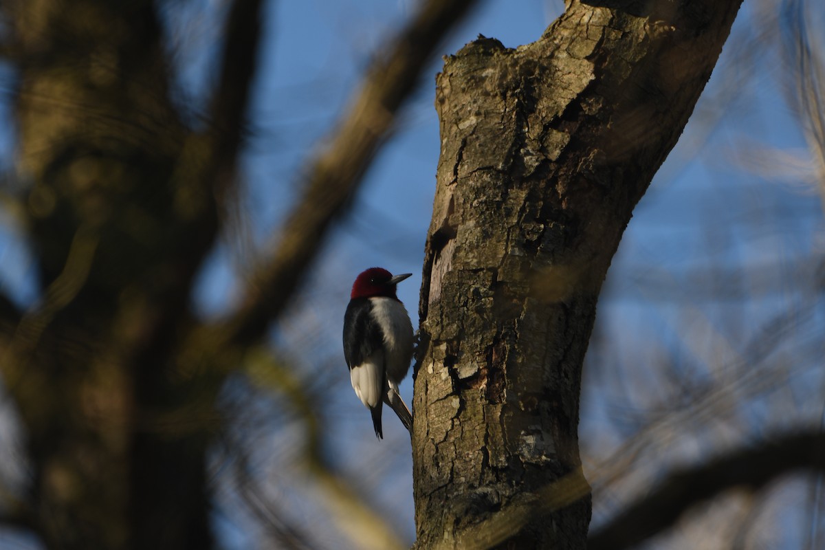 Red-headed Woodpecker - ML616153622