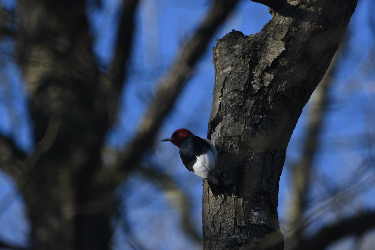 Red-headed Woodpecker - Benjamin Filreis