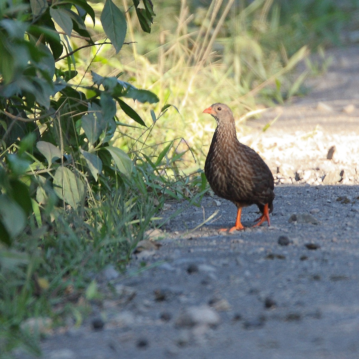 Scaly Spurfowl - Werner Suter