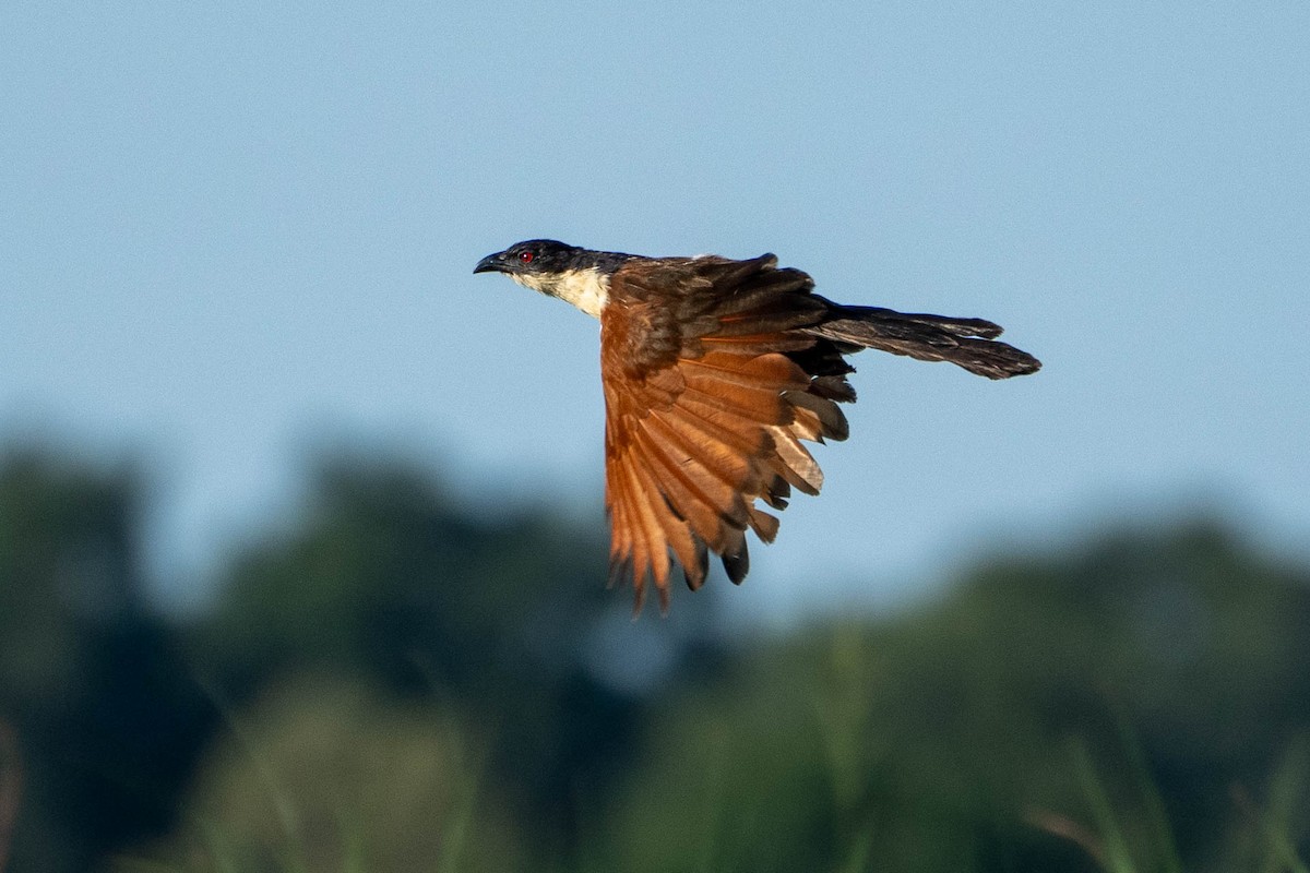 Coppery-tailed Coucal - Hanna Zhao