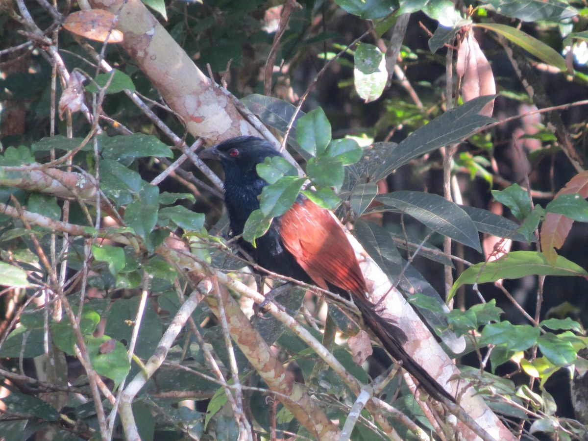 Malagasy Coucal - ML616153706