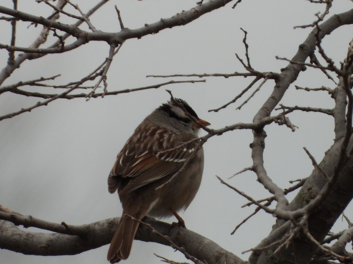 White-crowned Sparrow - ML616153802