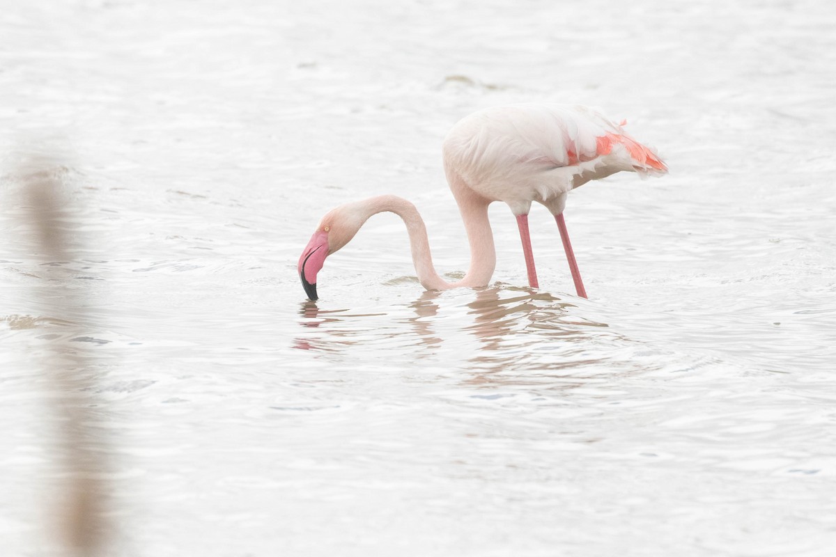 Greater Flamingo - ML616153963