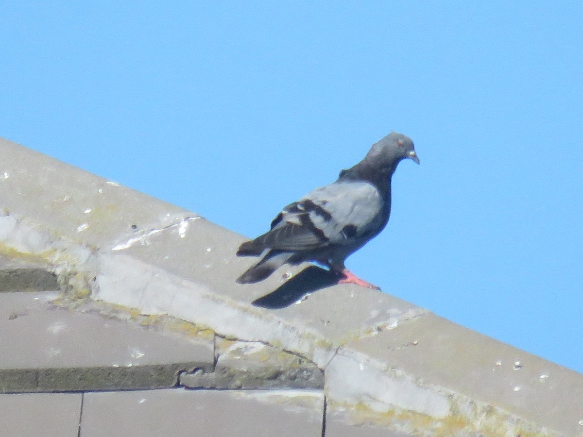 Rock Pigeon (Feral Pigeon) - ML616154099