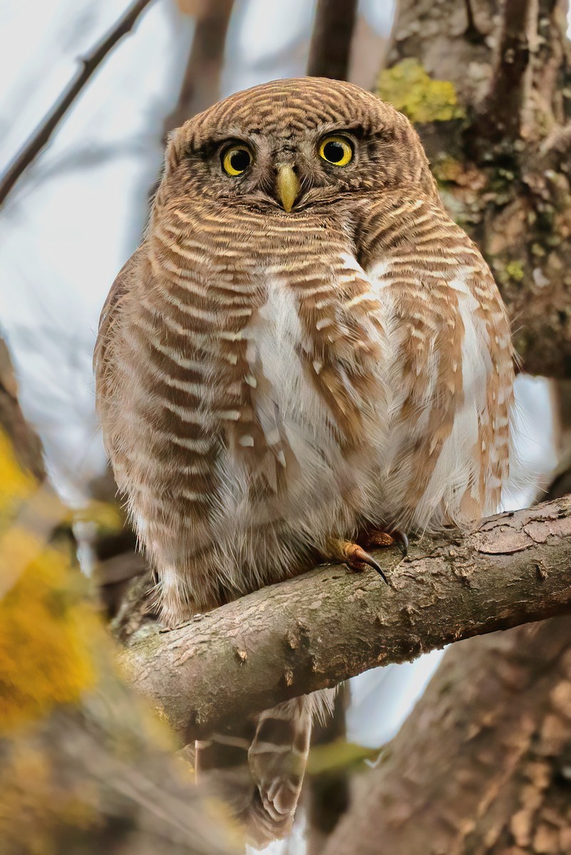 Asian Barred Owlet - ML616154165