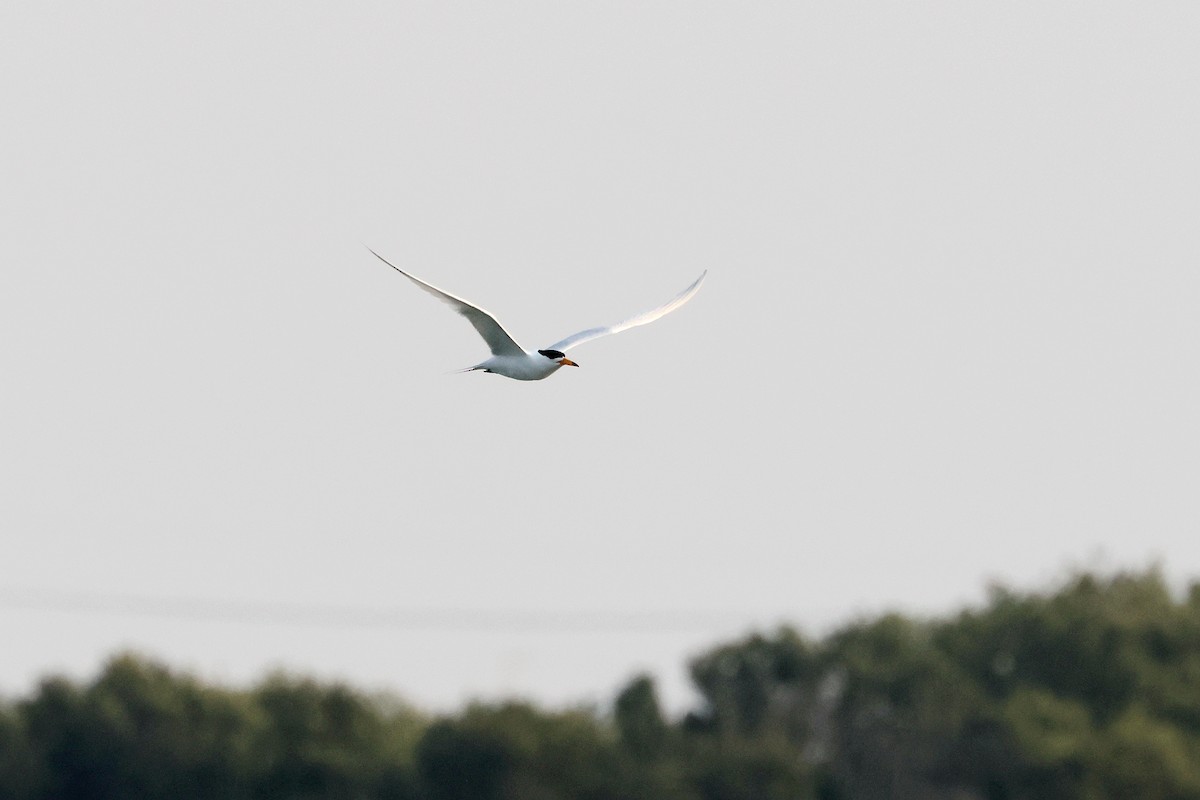 Chinese Crested Tern - ML616154239
