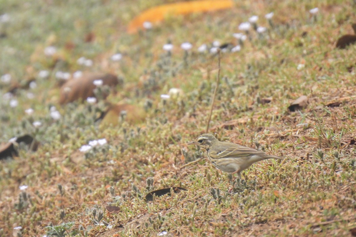 Olive-backed Pipit - ML616154282