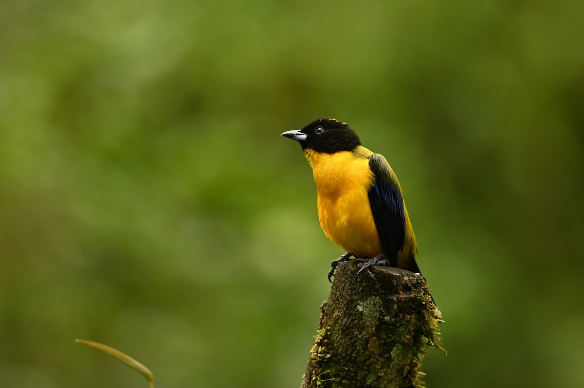 Black-chinned Mountain Tanager - ML616154594