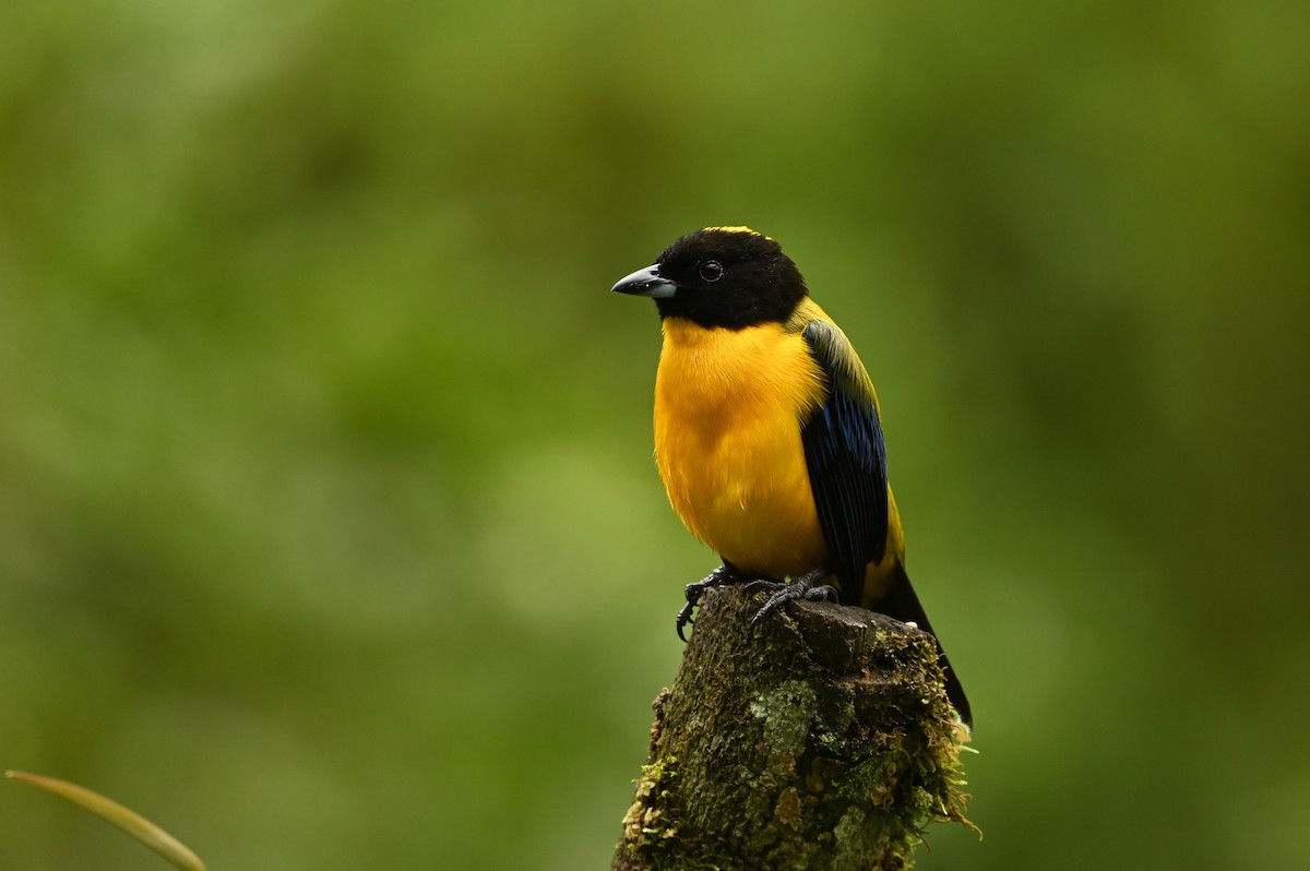 Black-chinned Mountain Tanager - ML616154639