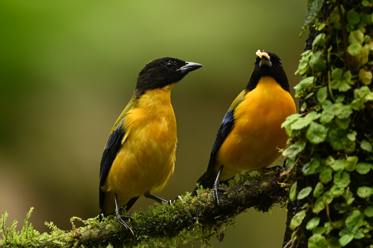 Black-chinned Mountain Tanager - ML616154682