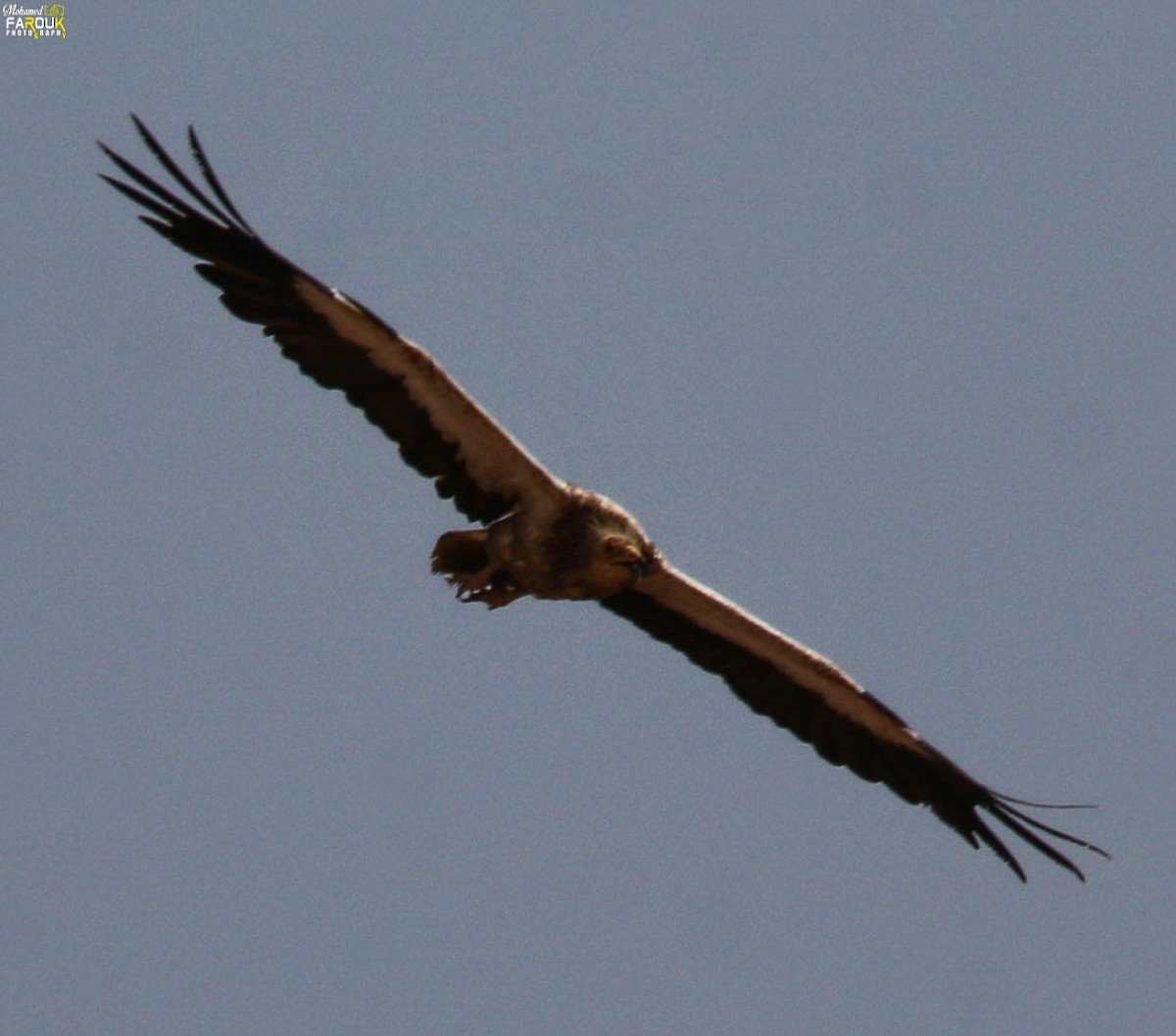 Egyptian Vulture - ML616154703
