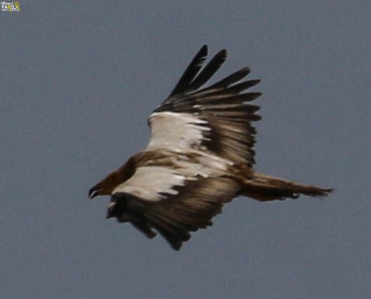 Egyptian Vulture - ML616154704