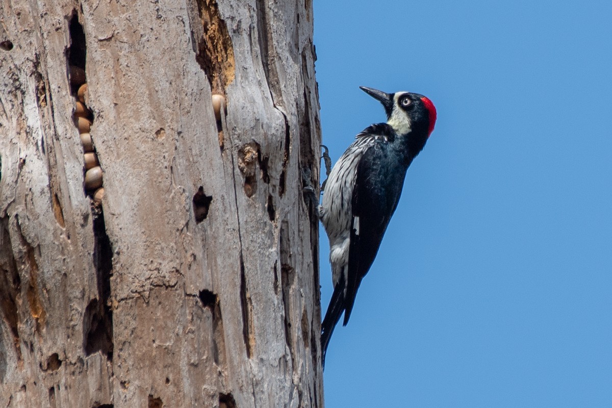 Acorn Woodpecker (Acorn) - ML616154786