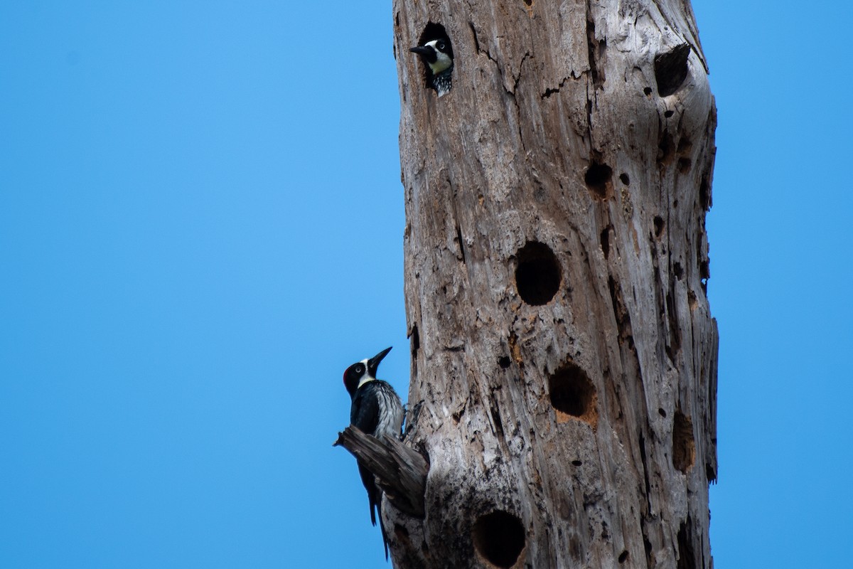 Acorn Woodpecker (Acorn) - ML616154788