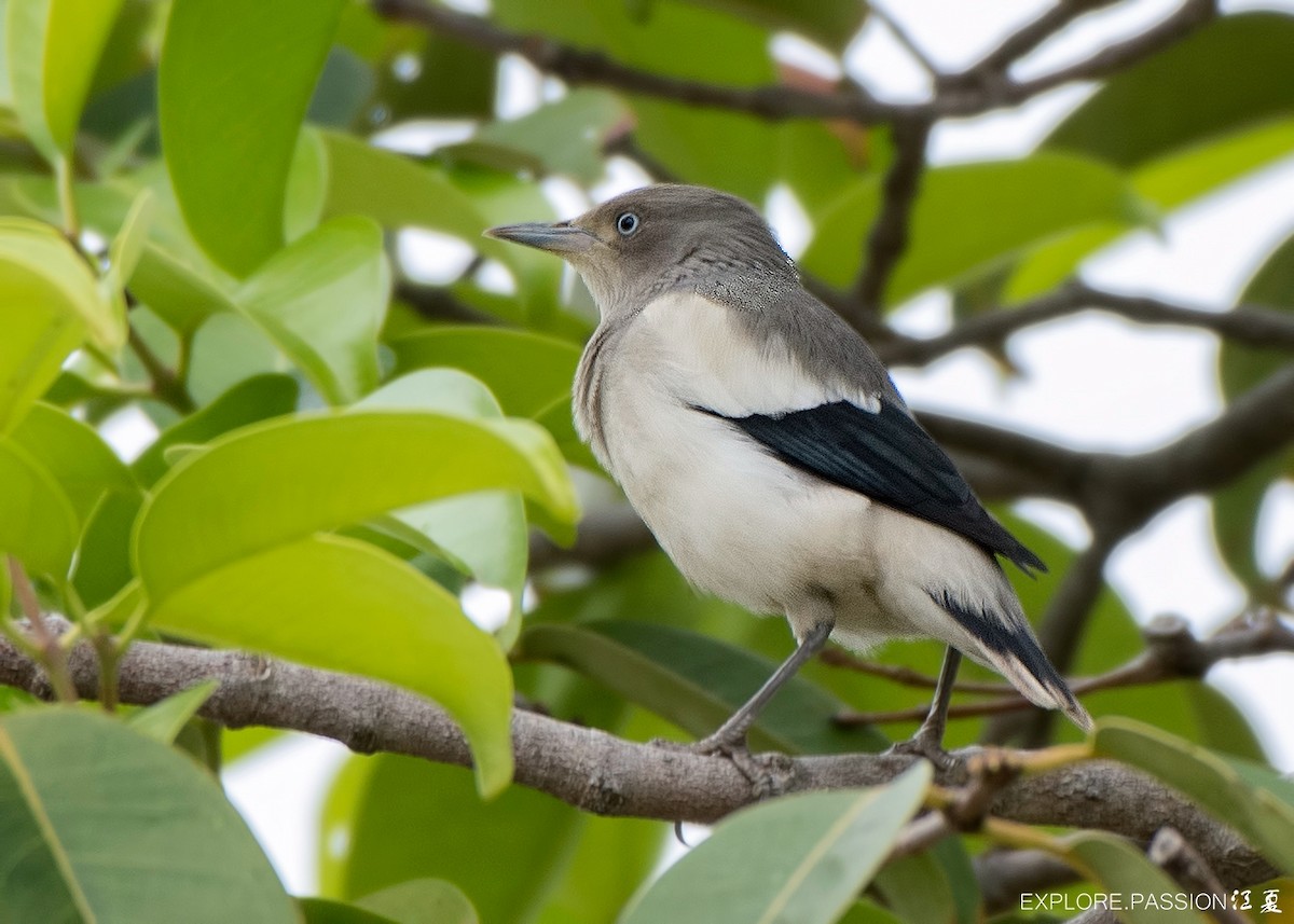 White-shouldered Starling - ML616155107