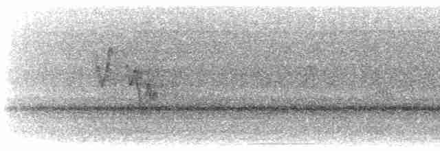 Віреончик білочеревий - ML616155272
