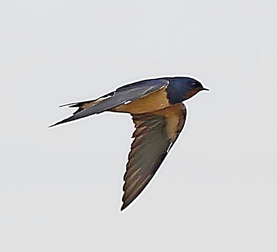 Angola Swallow - ML616155298