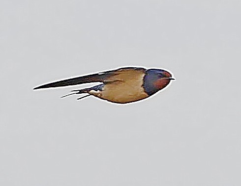 Angola Swallow - ML616155299