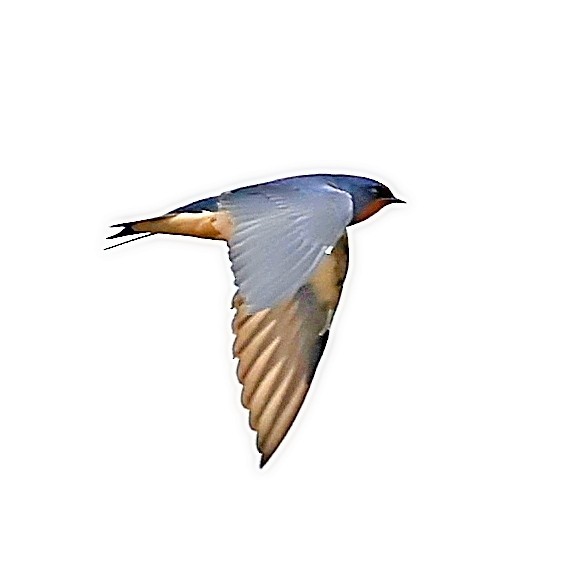 Angola Swallow - ML616155301