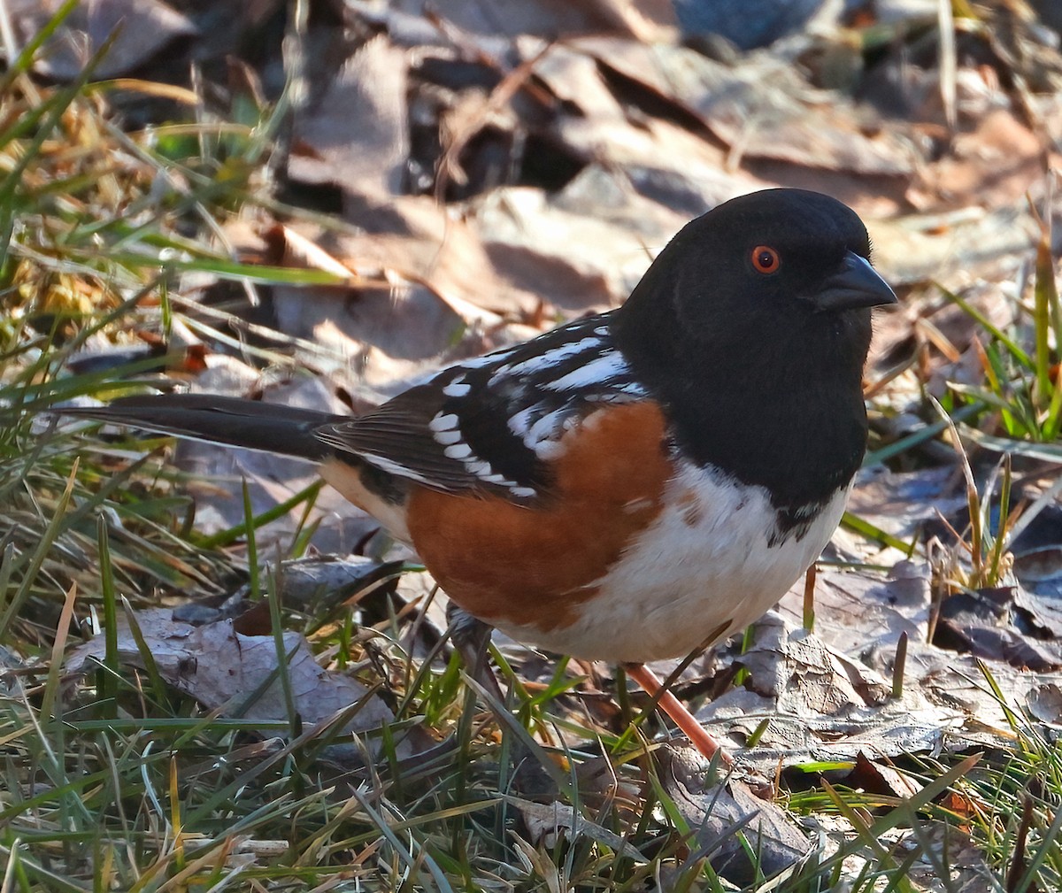 Spotted Towhee - Bobby Dailey