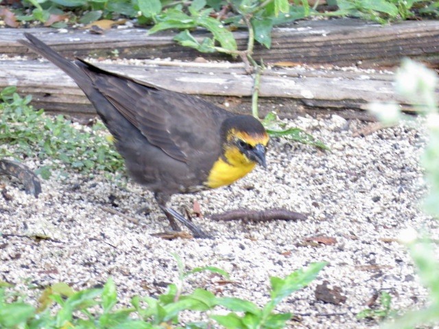Yellow-headed Blackbird - ML616155441