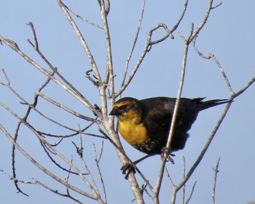 Yellow-headed Blackbird - Janet Paisley
