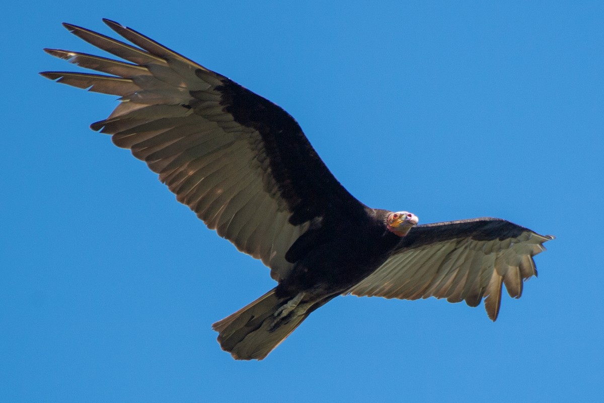 Lesser Yellow-headed Vulture - ML616155485