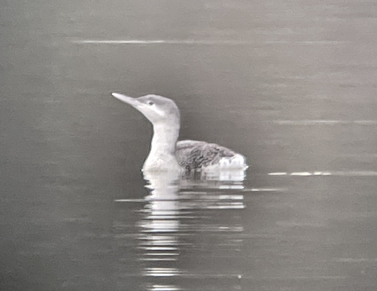 Red-throated Loon - ML616155813