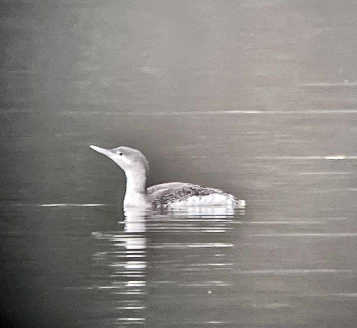 Red-throated Loon - ML616155815