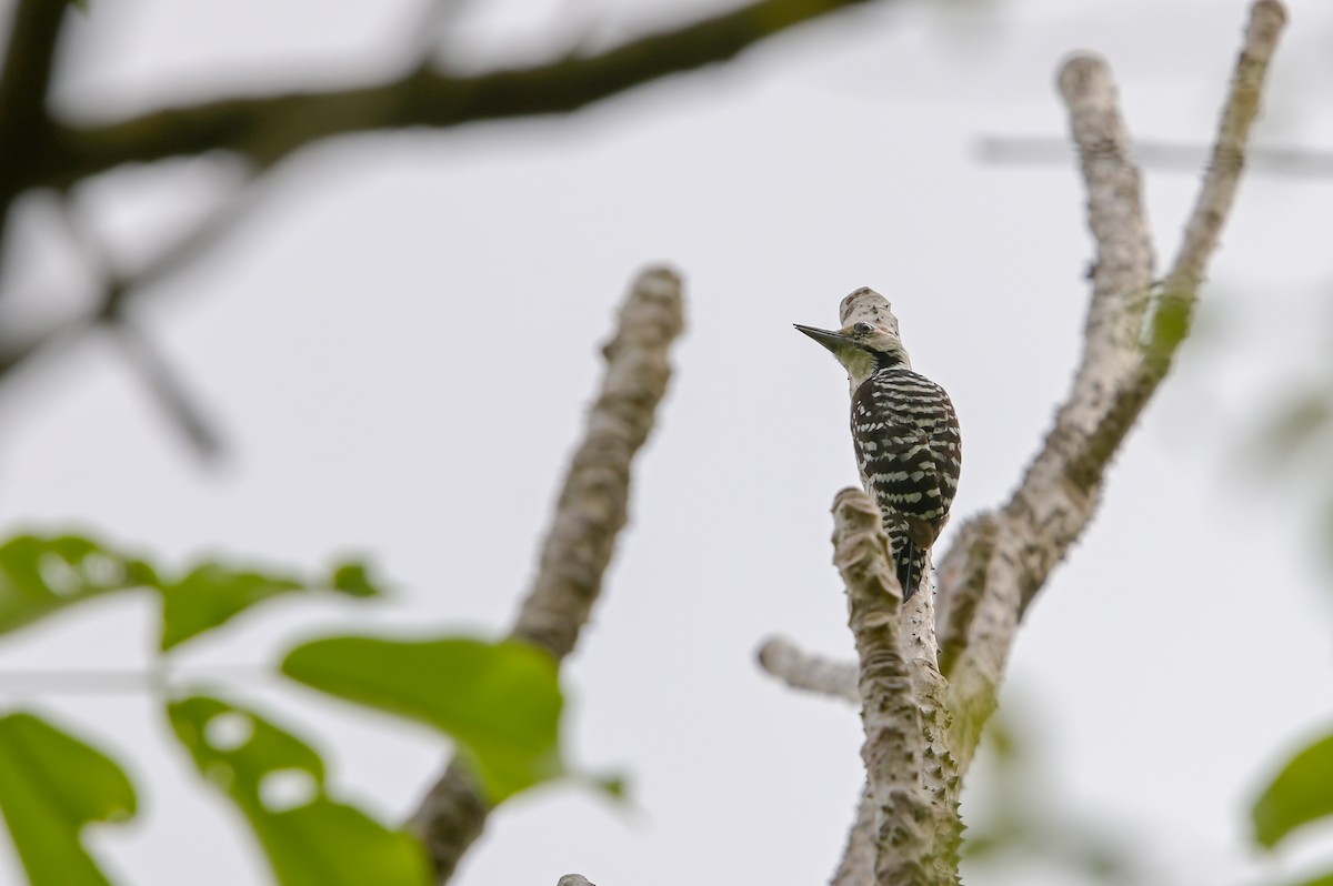 Freckle-breasted Woodpecker - ML616155870