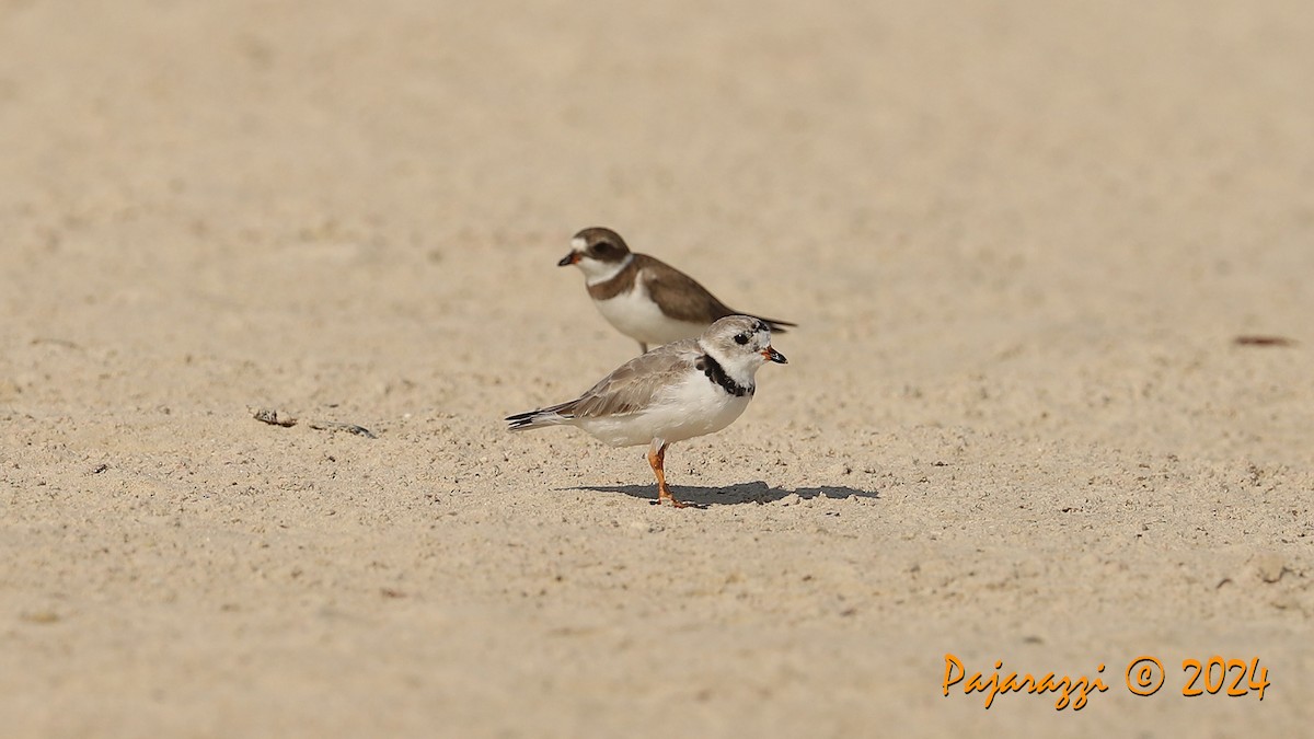 Piping Plover - ML616156094