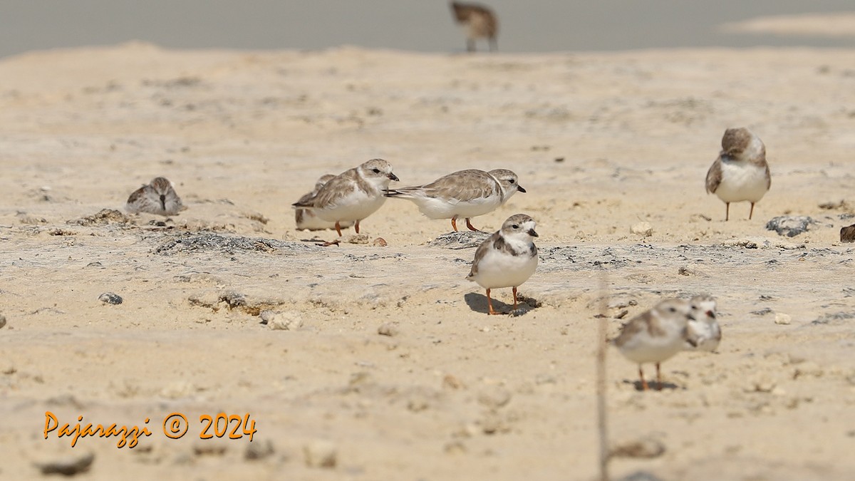 Piping Plover - ML616156100