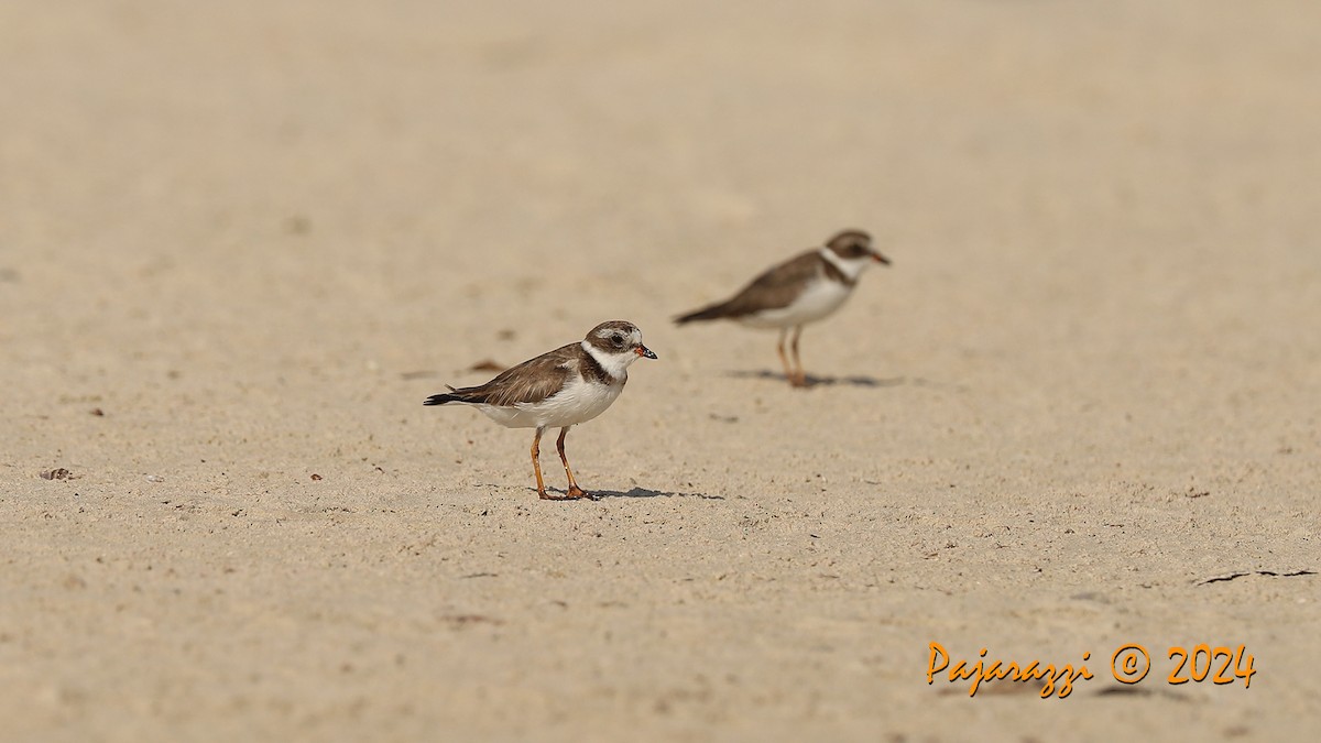 Semipalmated Plover - ML616156140