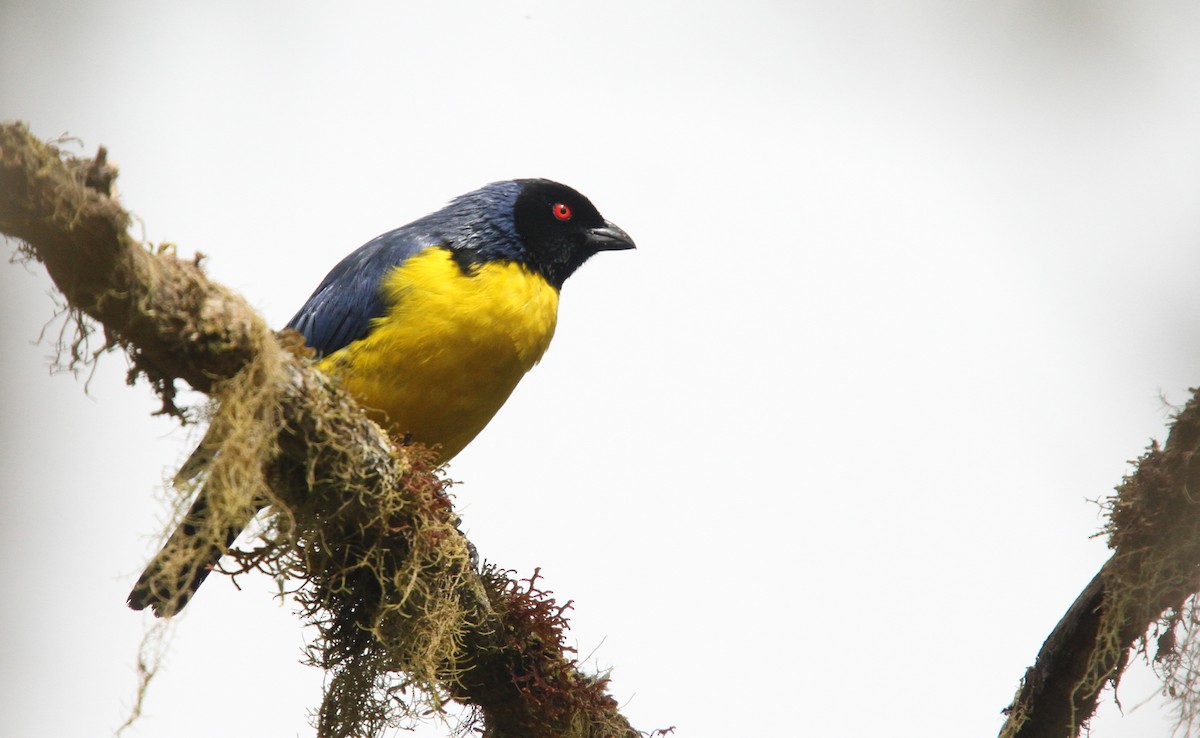 Hooded Mountain Tanager - ML61615621