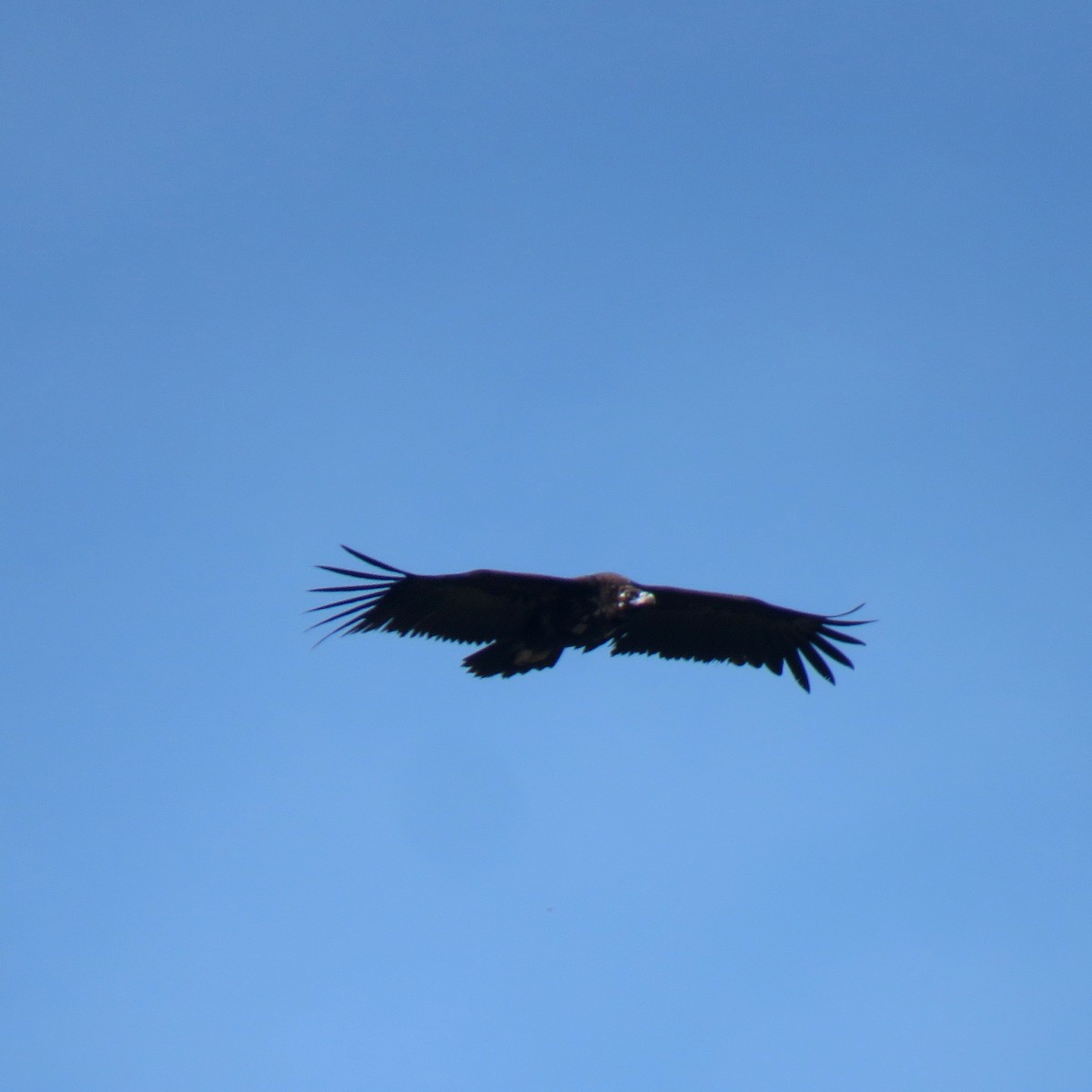 Cinereous Vulture - ML616156230