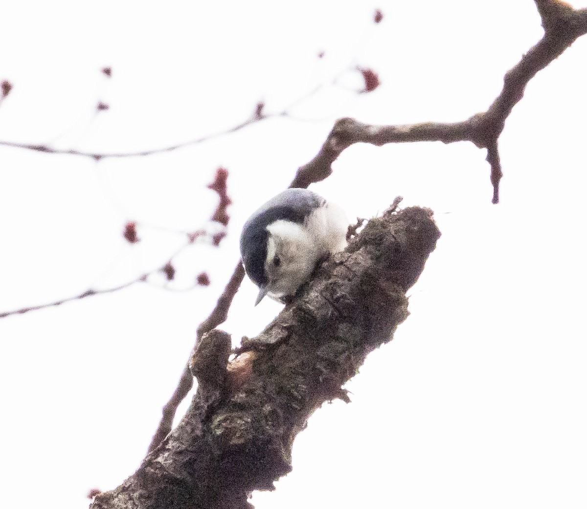 White-breasted Nuthatch - ML616156235