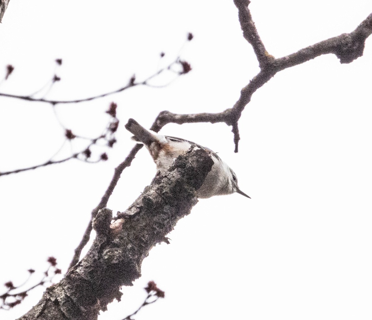White-breasted Nuthatch - ML616156237