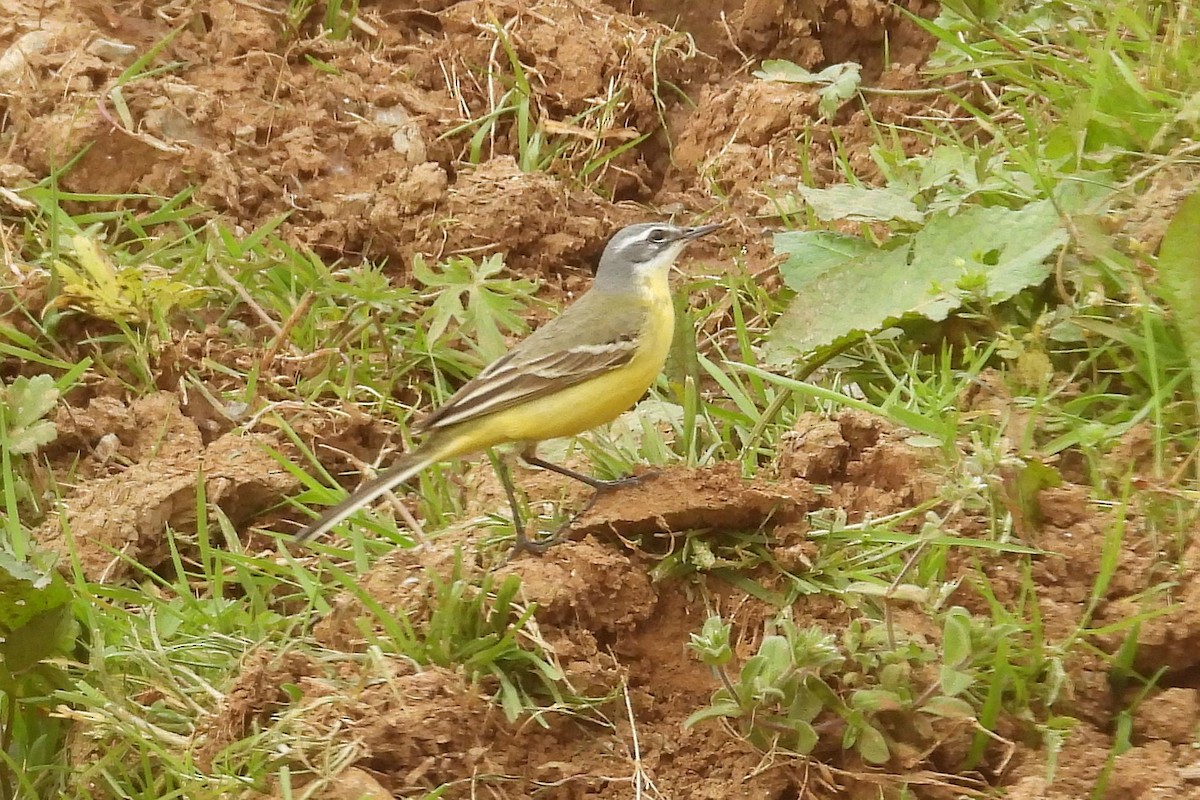 Western Yellow Wagtail - Urdaibai  Bird Center