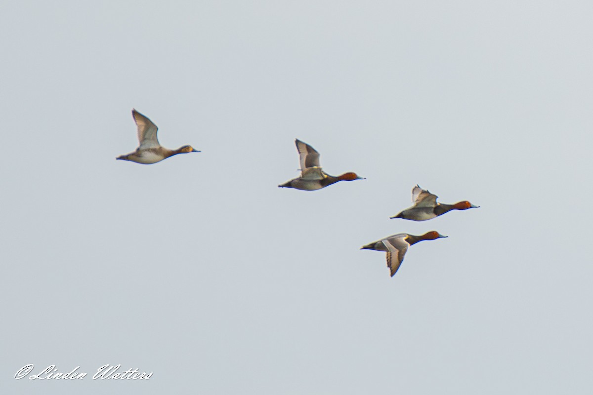 eBird Canada Checklist - 17 Mar 2024 - Ottawa--Moodie Drive Quarry - 5 ...