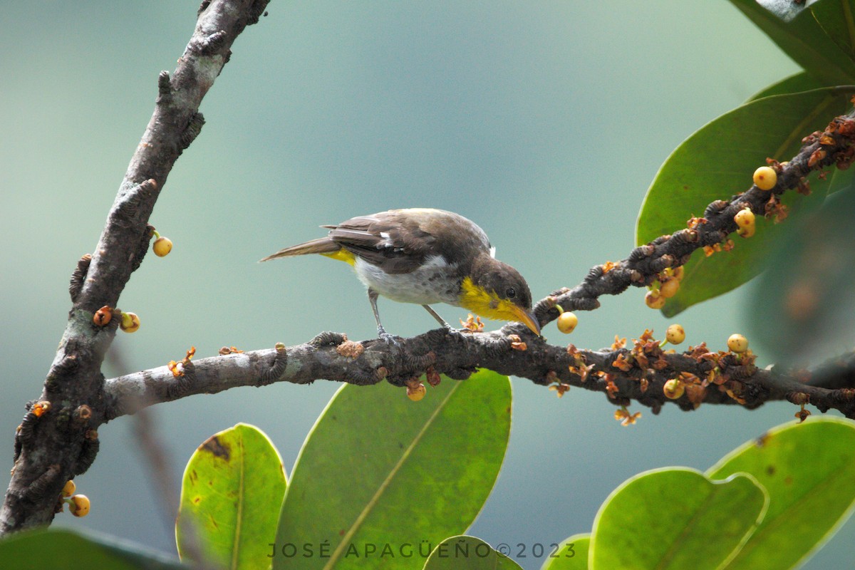 Yellow-backed Tanager - ML616156448