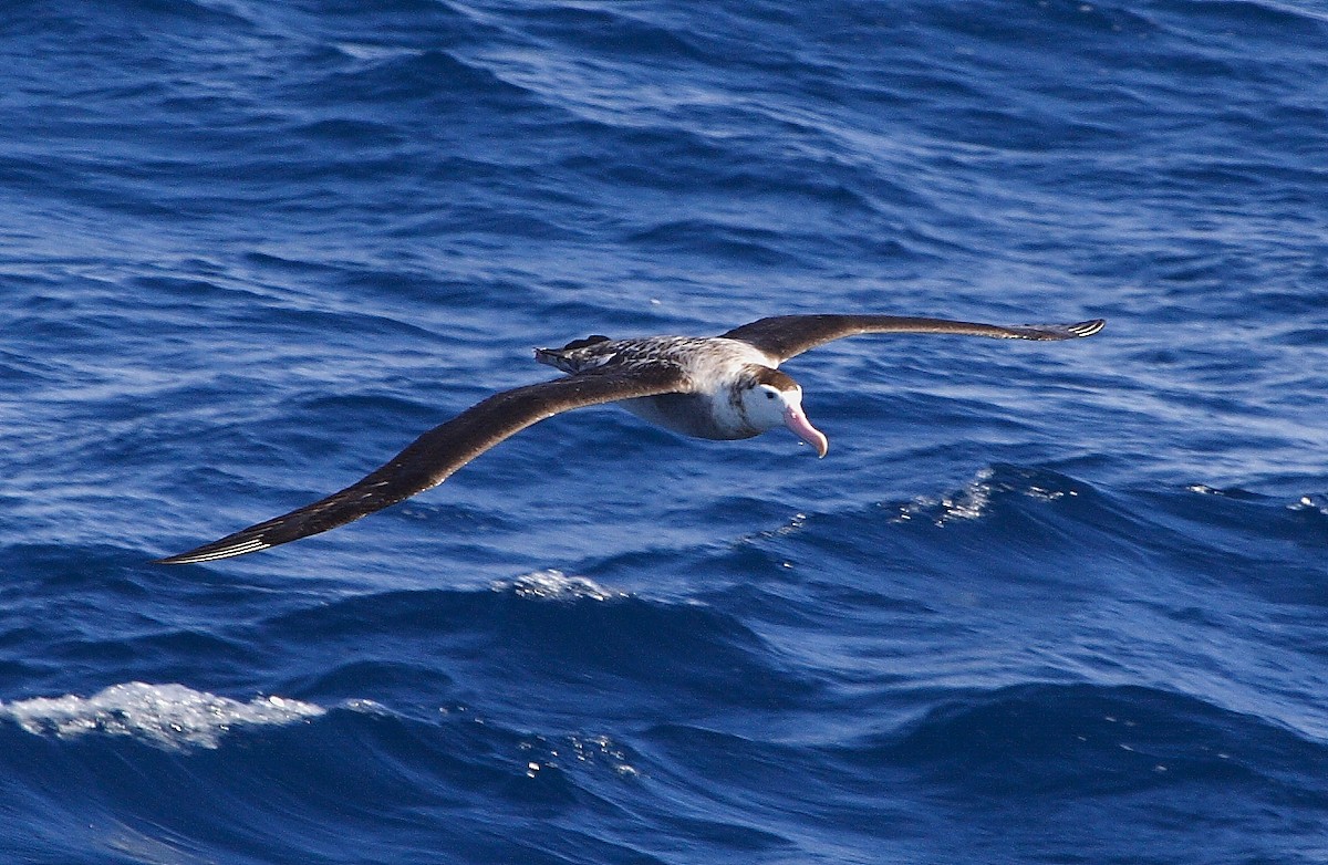 Antipodean Albatross - ML616156460