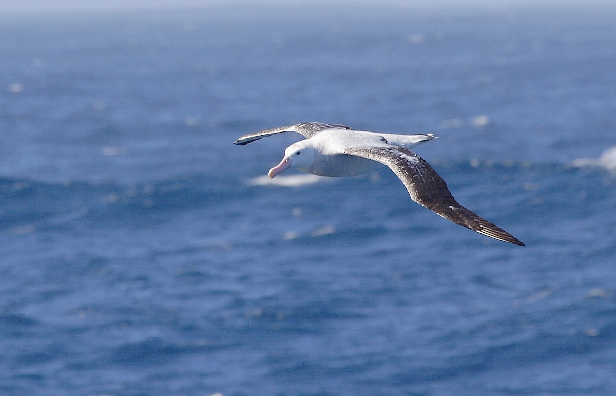 Snowy Albatross - ML616156484
